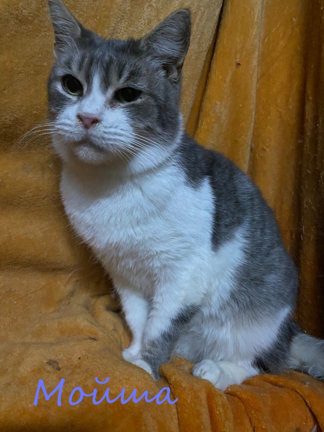 Жизнь домашнего приюта "Котоленд" 364