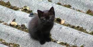 В Москве мужчина погиб, пытаясь спасти котёнка