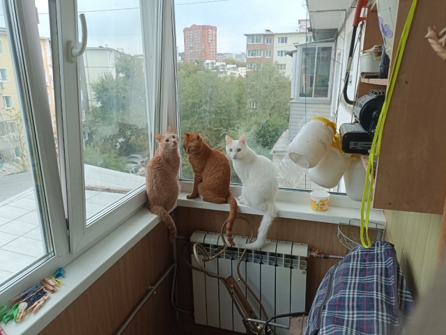 К - Котовторник ☺ Пополнение