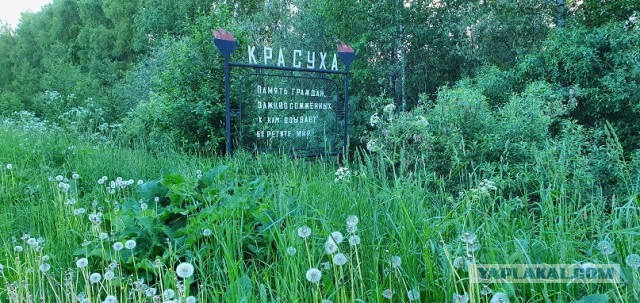 Большое Заречье. Волосовский район Ленинградской области. Деревня уничтоженная, сожженая вместе с жителями 30.10.43 года