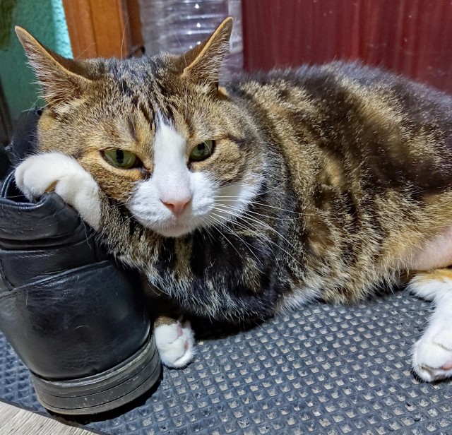 Котовторник