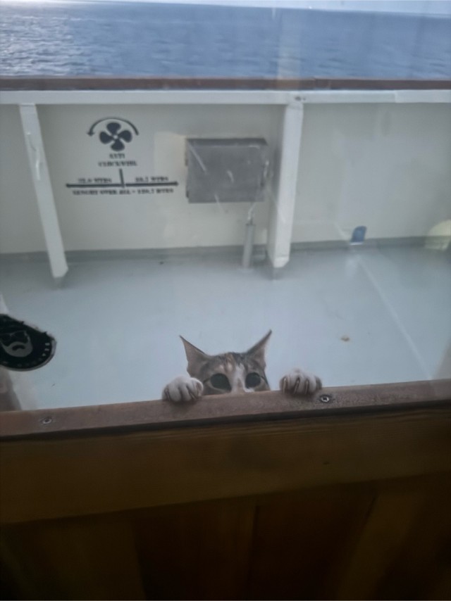 Коты, которые работают на заводах