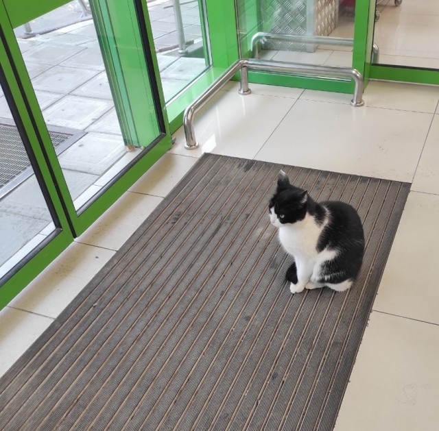 С Котовторником!