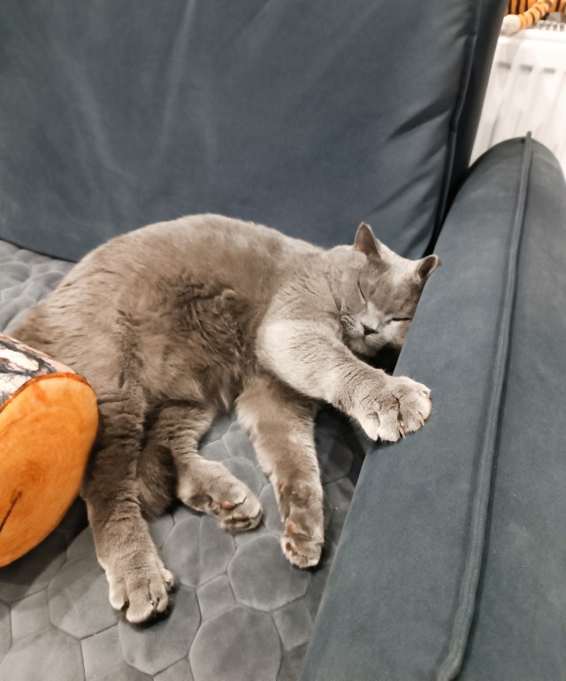 Котовторник в картинках