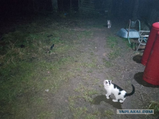 Жизнь домашнего приюта для котеек 529