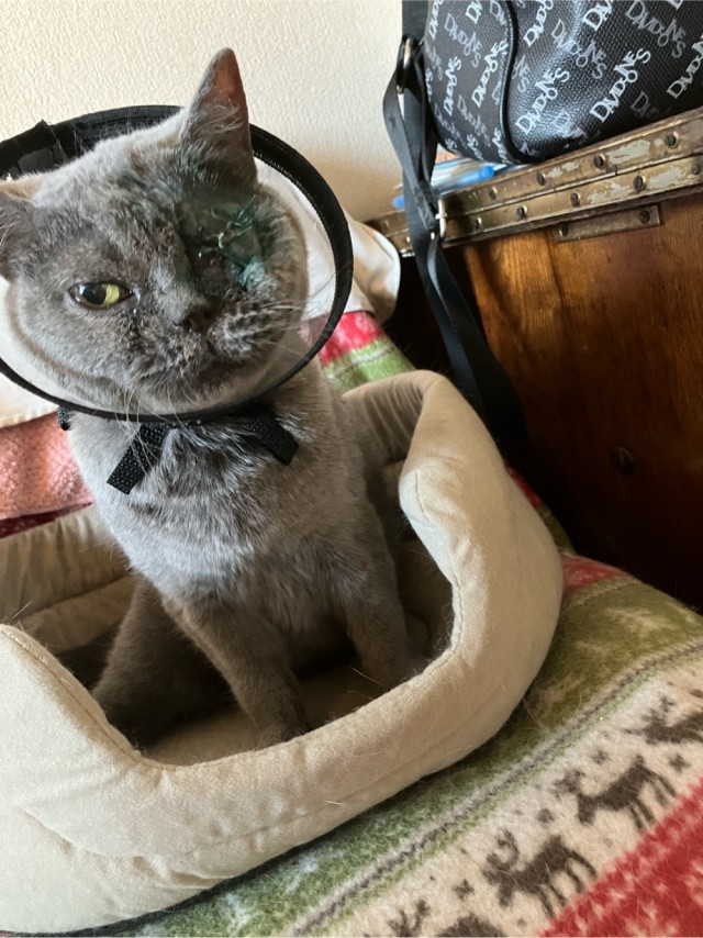 Житель Техаса нашёл у дома слепого котёнка и выхаживает его