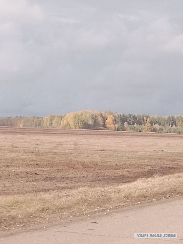 Жизнь домашнего приюта для котеек 561