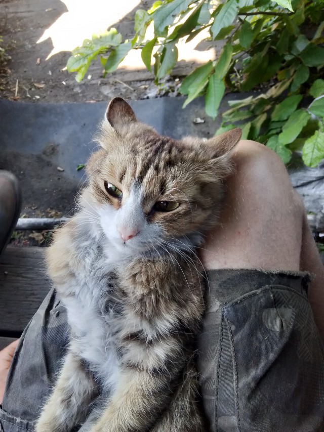 котовторник
