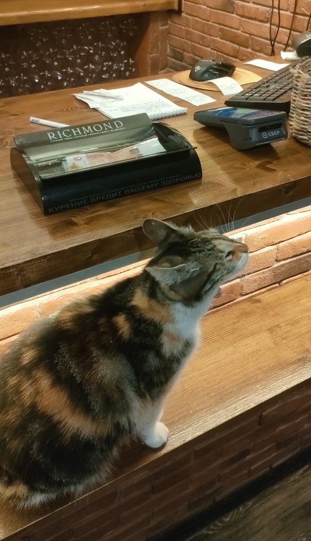 Кошкина зевота