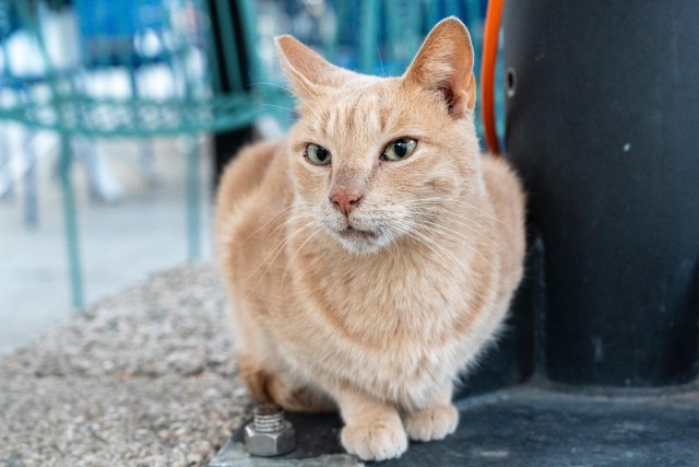 Уличные котэ города Дубровник
