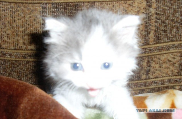 Котовторник 04.03.2014