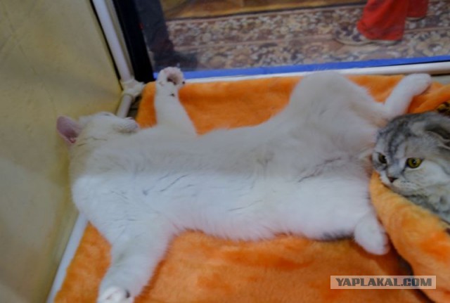 Котовторник 18.03.2014