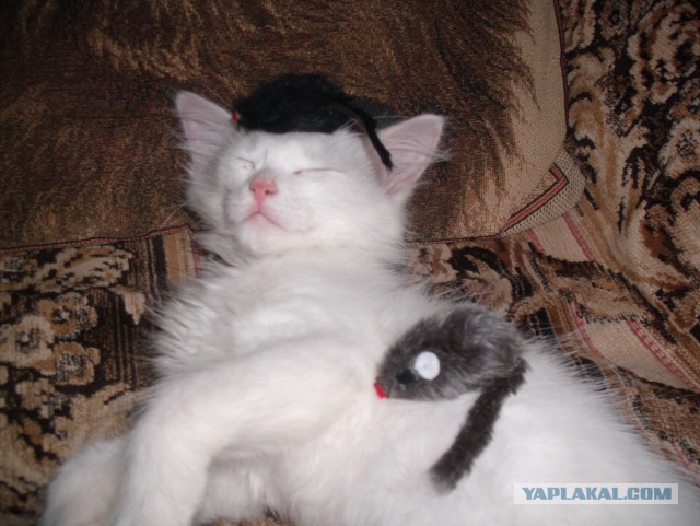 Смешные коты и кошки.