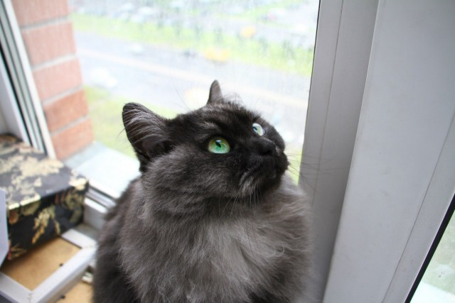 Котовторник 01.07.2014