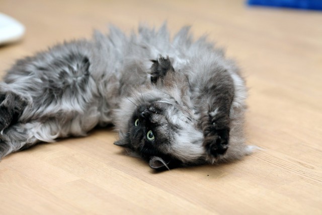 Котовторник 16.09.14