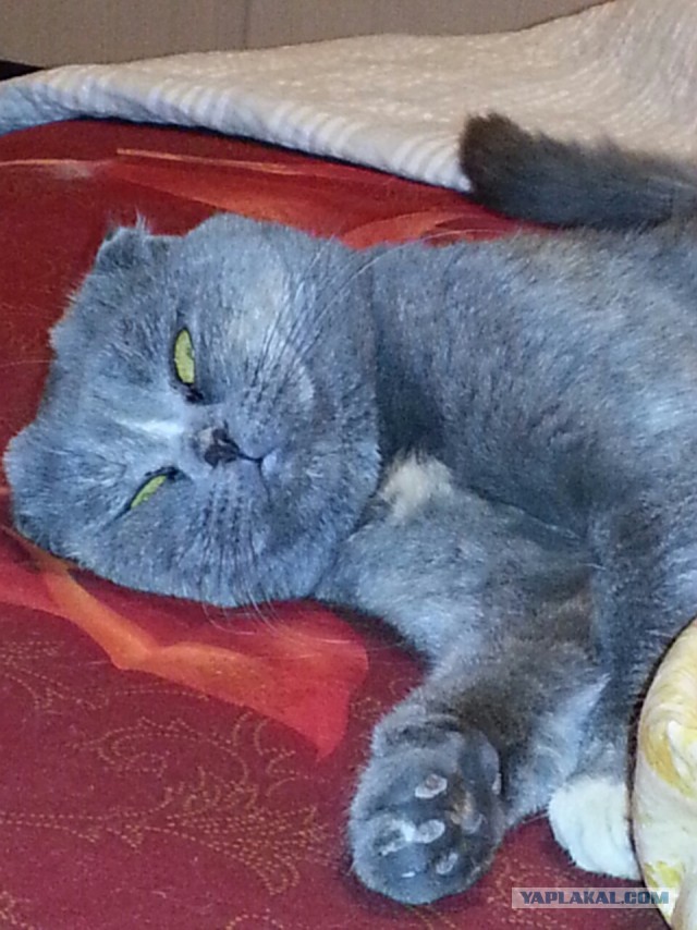 Котовторник 21.10.2014