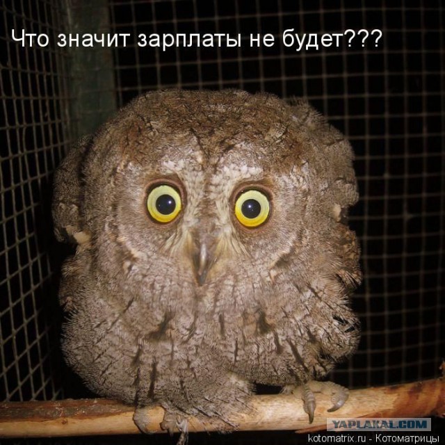 Животные в шоке
