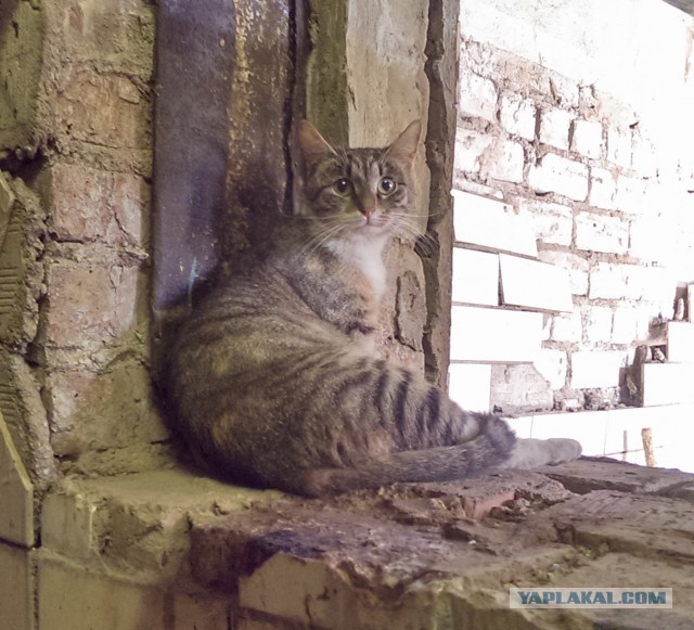 Котовторник 28.10.2014