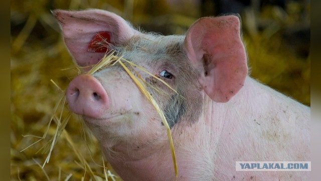 Поляки негодуют