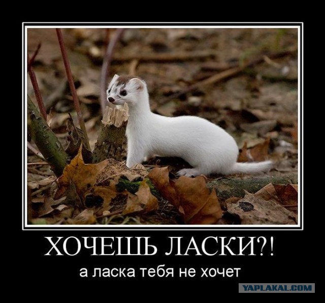 Ласка - страшный зверь