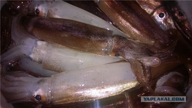 Рыбалка на мини-кракена