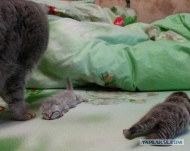 Котовторник однако