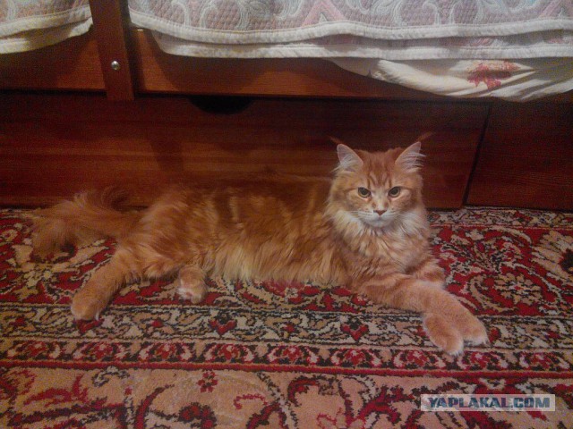 Котовторник 20.10.2015