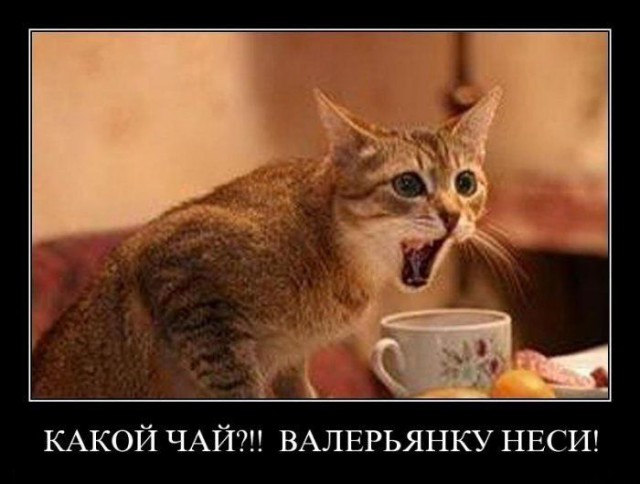 Весёлые картинки в чёрной рамке с просторов....