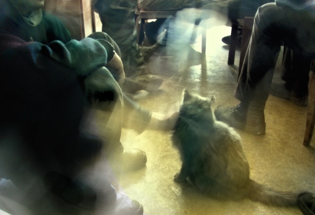 Котовторник 22.03.2016