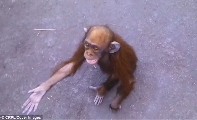 Как шимпанзе-сирота сумела попросить людей о помощи
