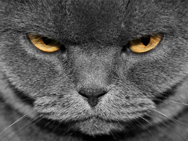Коты и Кошки