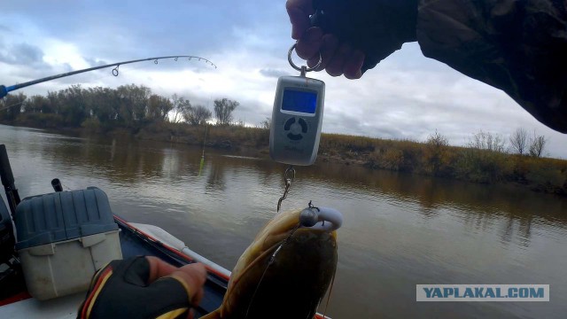 Сами с усами амурского сома