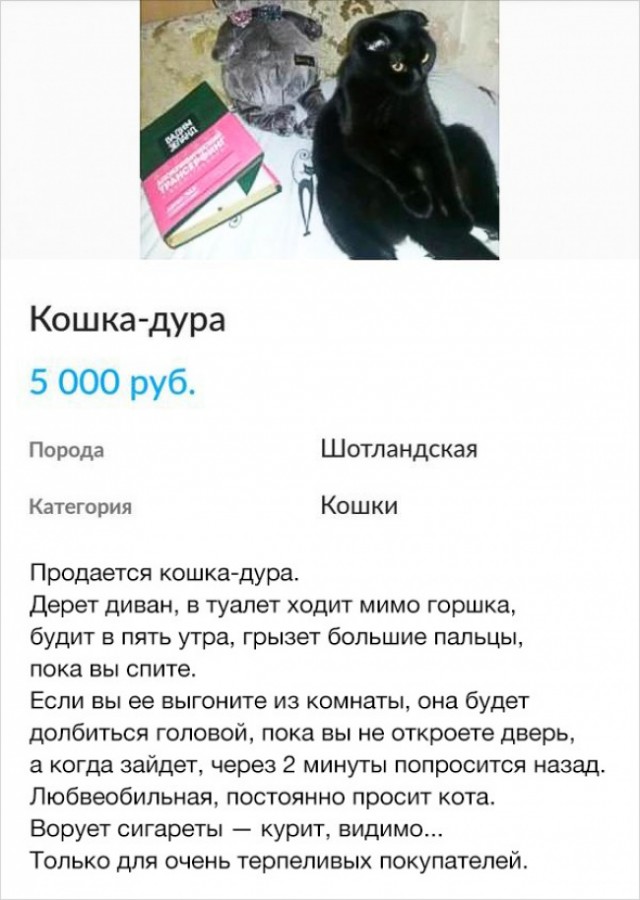 30 объявлений, мимо которых вы просто не сможете пройти