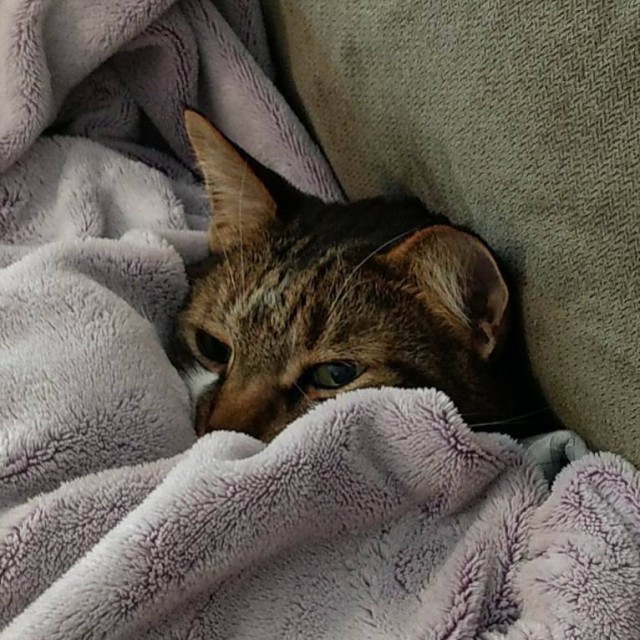 Коты и Кошки