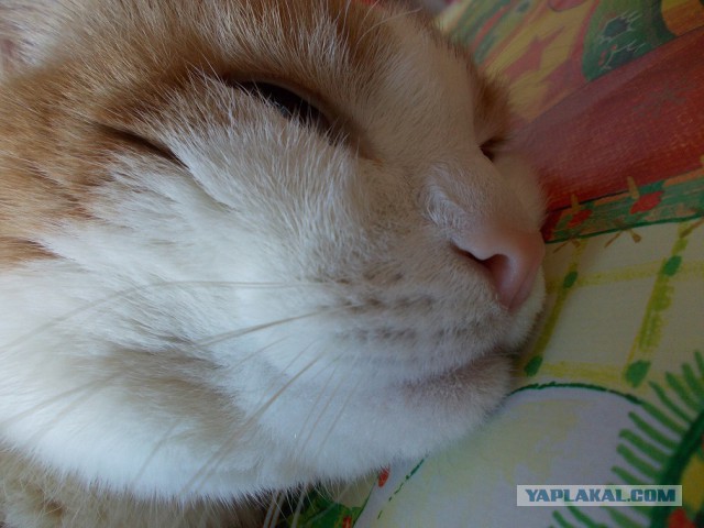 Котовторник 27.03.2018