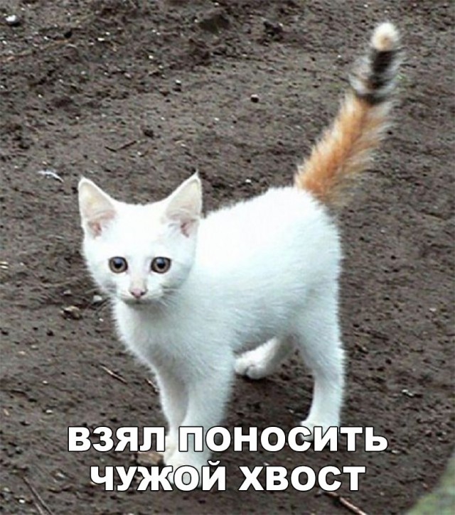 Фотобомбы котов
