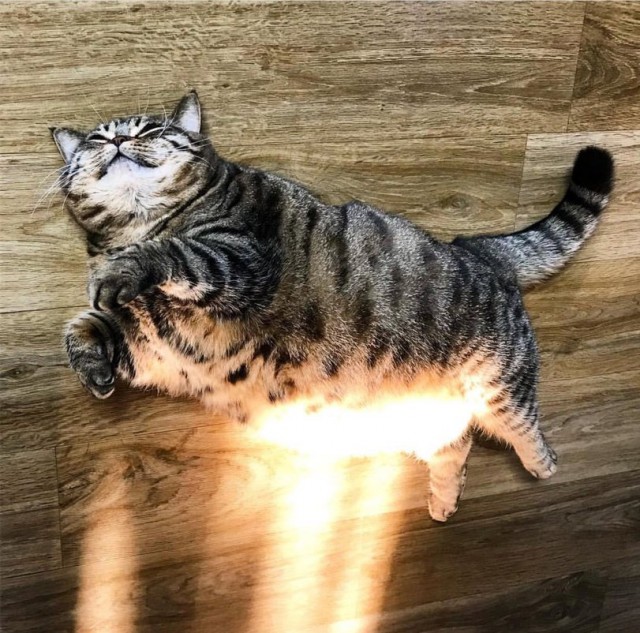 Прикольных котов пост