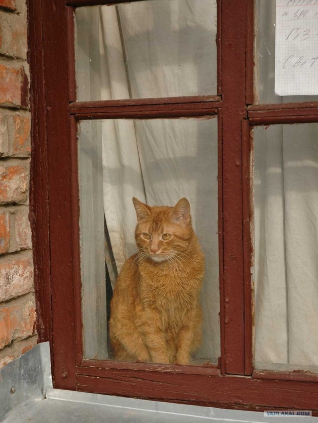 Ура, котовторник! (01.07.2008)