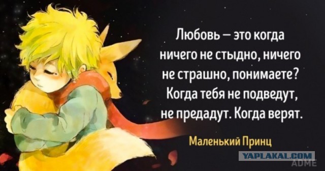 У пермского аэропорта оставили у мусорки персидского кота в переноске