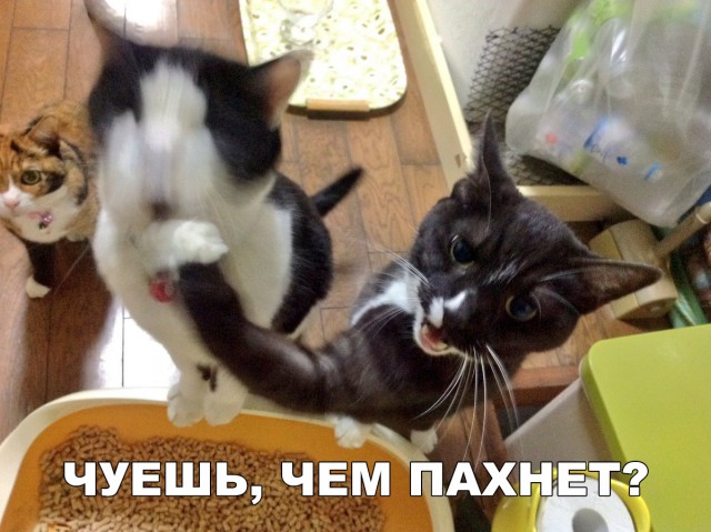 Немного милоты