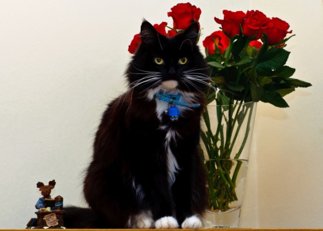 Котовторник, Весна, Цветы!