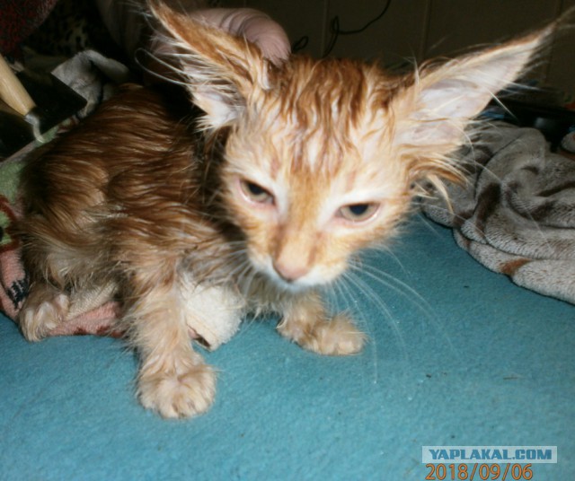 Котовторник 11.09.18.