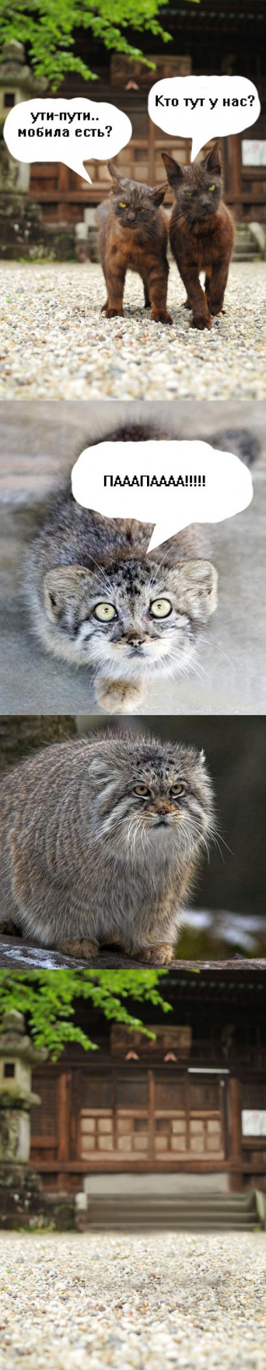 Братаны!