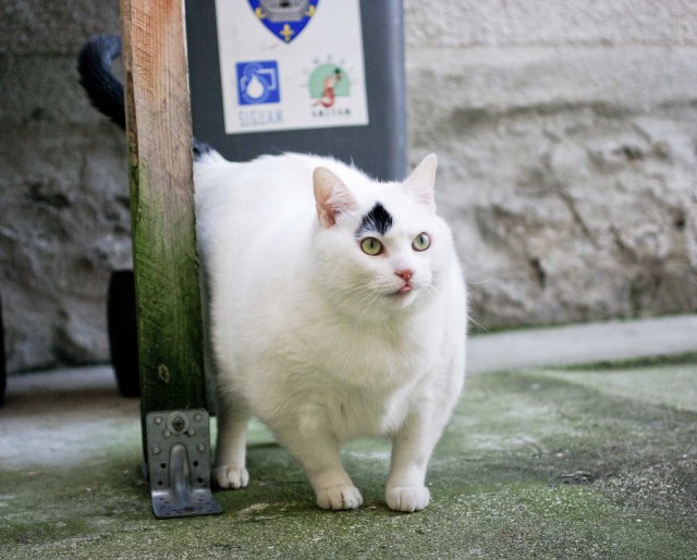 It's Catursday Fever! (Котовторник)