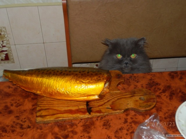 Накорми бездомного кота