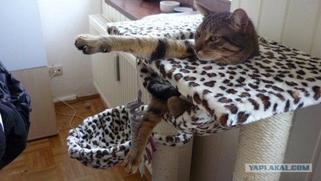 Котовторник! 08.11.11