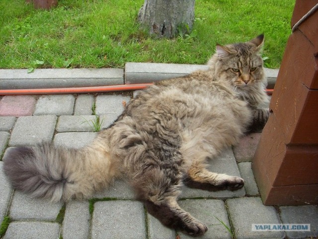 Ну и где ваш котовторник?