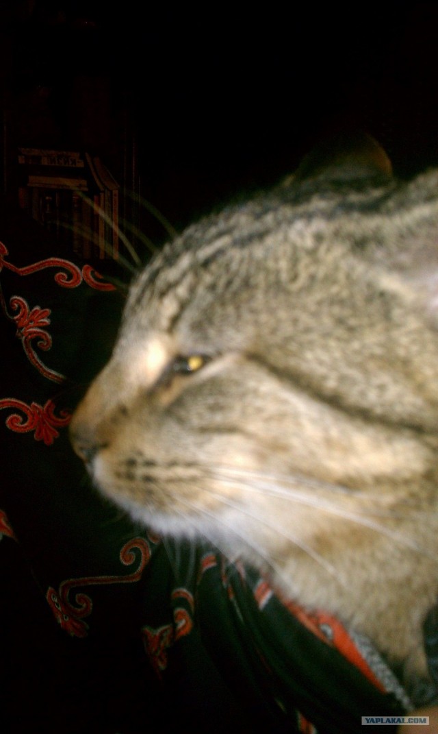 Котовторник (31.01.2012)