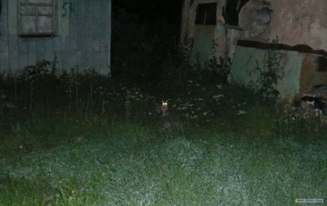 Котовторник 20.03.2012