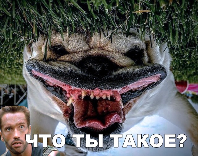 Нестандартный юмор
